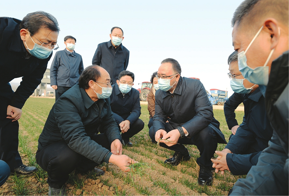 2月16日下午，省委副书记、省长金湘军走进芮城县东垆乡的麦田察看苗情，与育种专家交流。他说，种子是农业的“芯片”，要加强科研攻关，加快育种产业化步伐，带动农业增效农民增收。